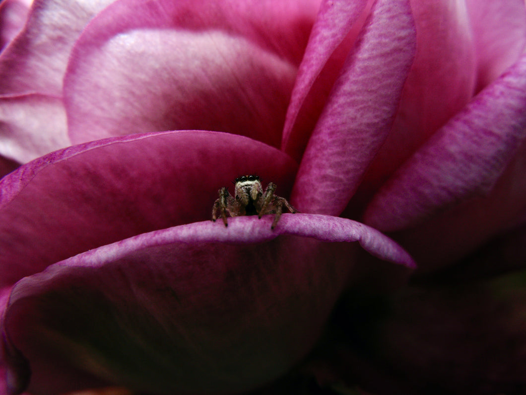 Spider in Pink