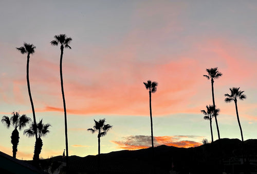Palms At Sunset